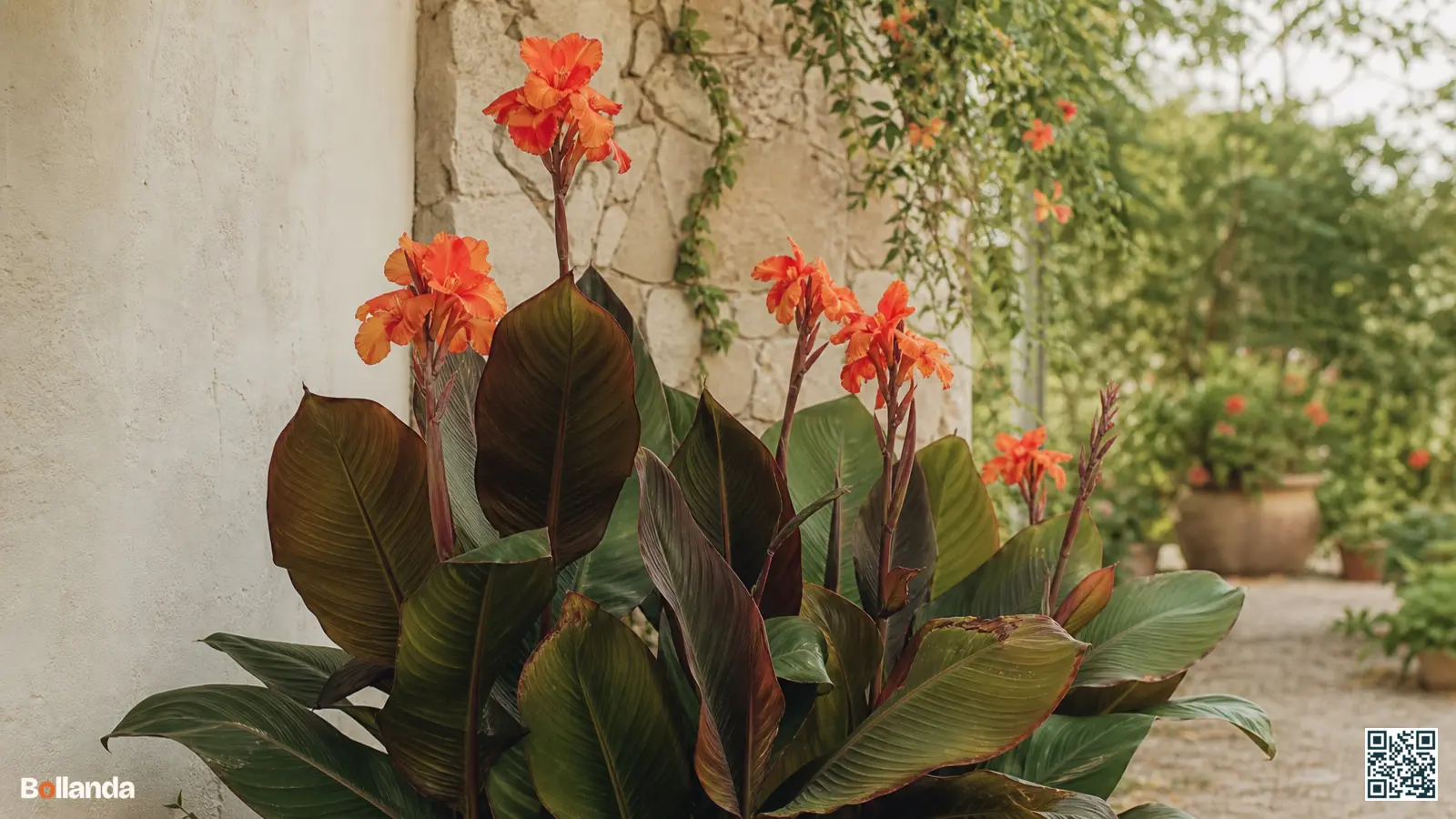 Bloeiende canna met groot blad en oranjerode bloemen in een tropische zomerborder in volle zon.