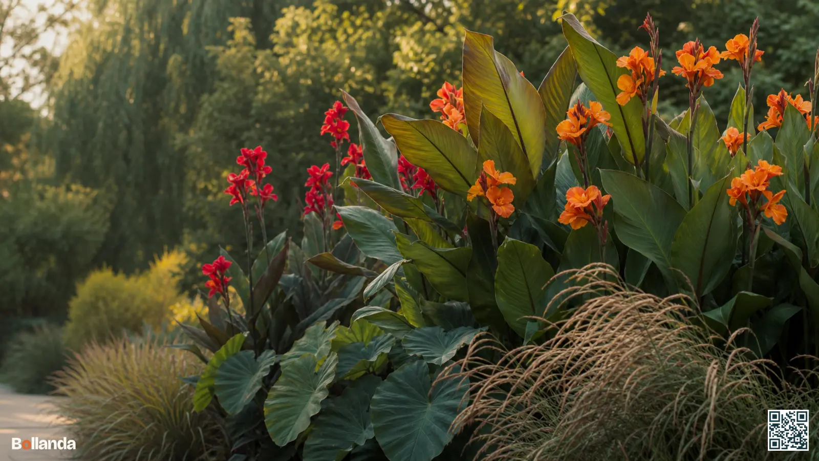 Tropische border met hoge canna in oranje en rood, omringd door grassen en grootbladige planten in volle zon.