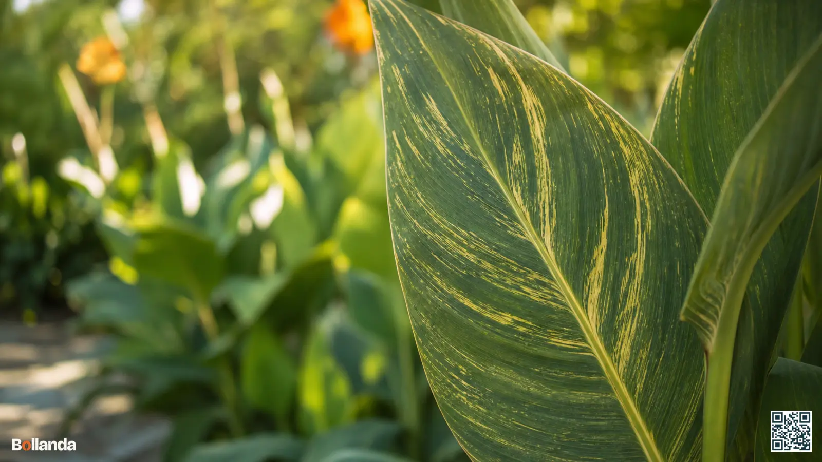 Close-up van cannablad met gele strepen en mozaïekpatroon als symptoom van cannavirus in een zonnige tuin.