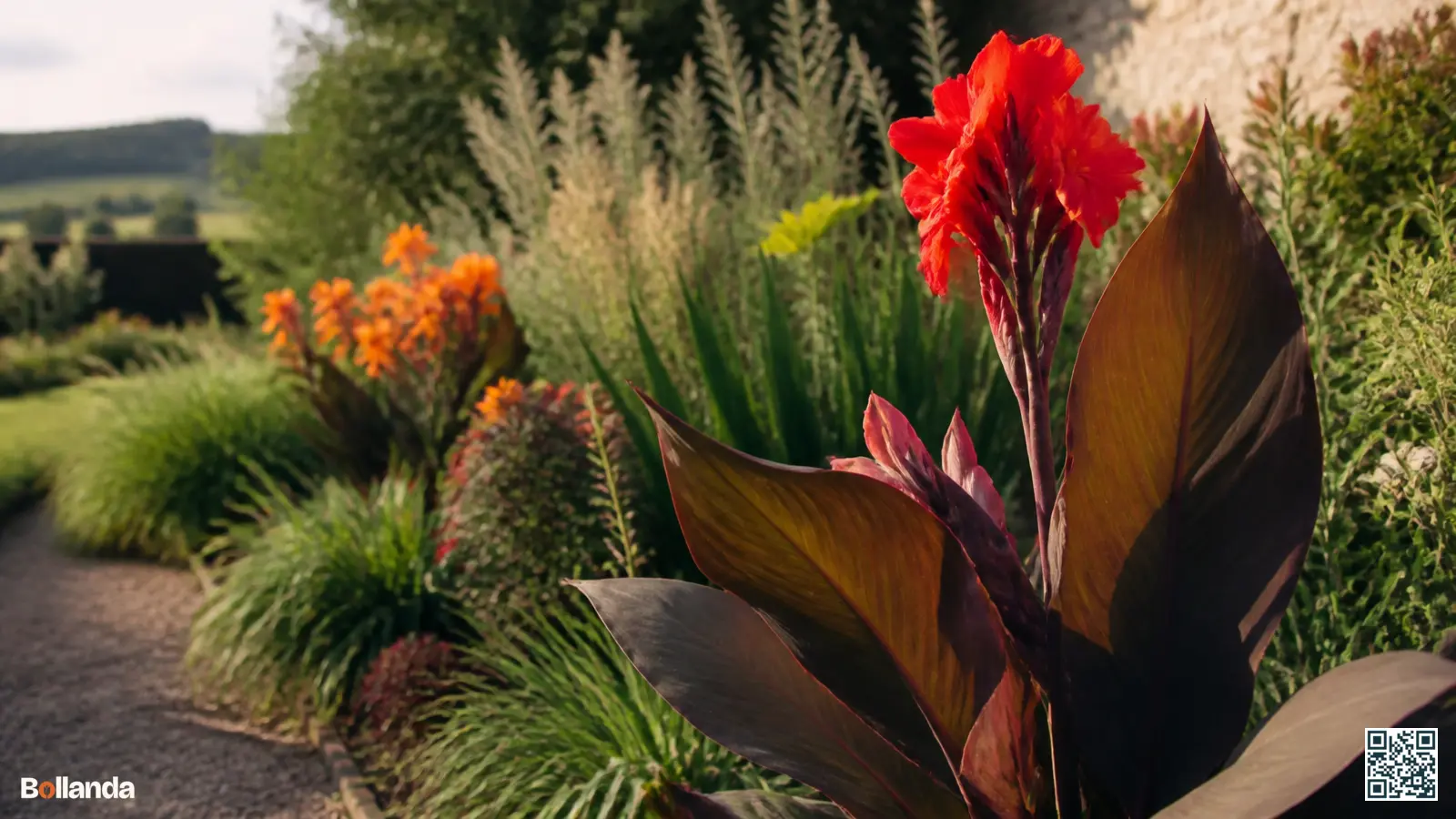 Bloeiende canna met rode bloem en bronskleurig blad in een zomerse tuinborder in warm daglicht.