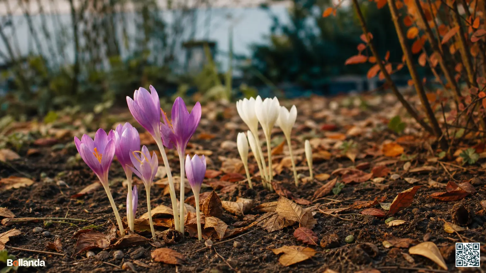 Bloeiende herfsttijloos in roze, lila en wit komt bladloos uit de grond in een herfstborder.