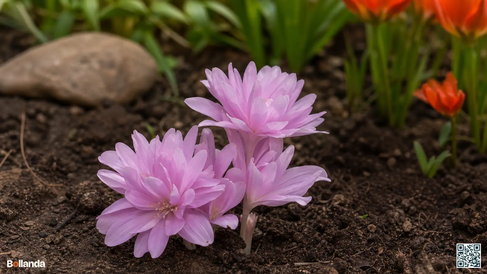 Gevulde lila-roze bloemen van Colchicum 'Waterlily' die in de herfst zonder blad uit de border opkomen.