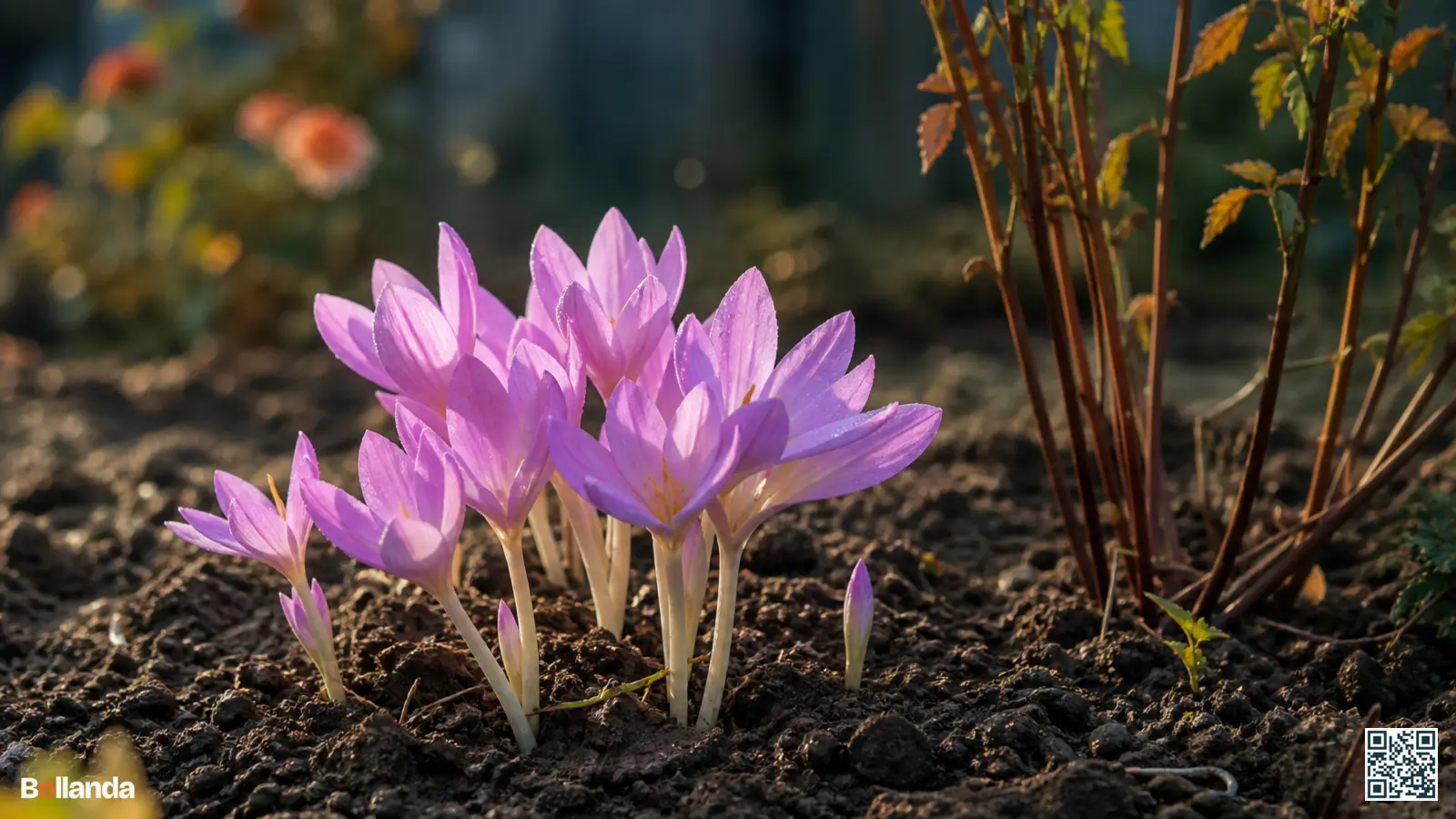 Roze-lila herfsttijloos in bloei uit kale herfstgrond zonder blad in een rustige tuinborder.