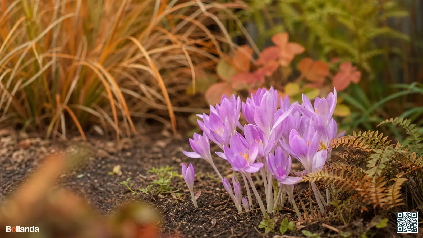 Roze en lila herfsttijloos bloeit zonder blad in een herfstborder tussen varens en verkleurende siergrassen.