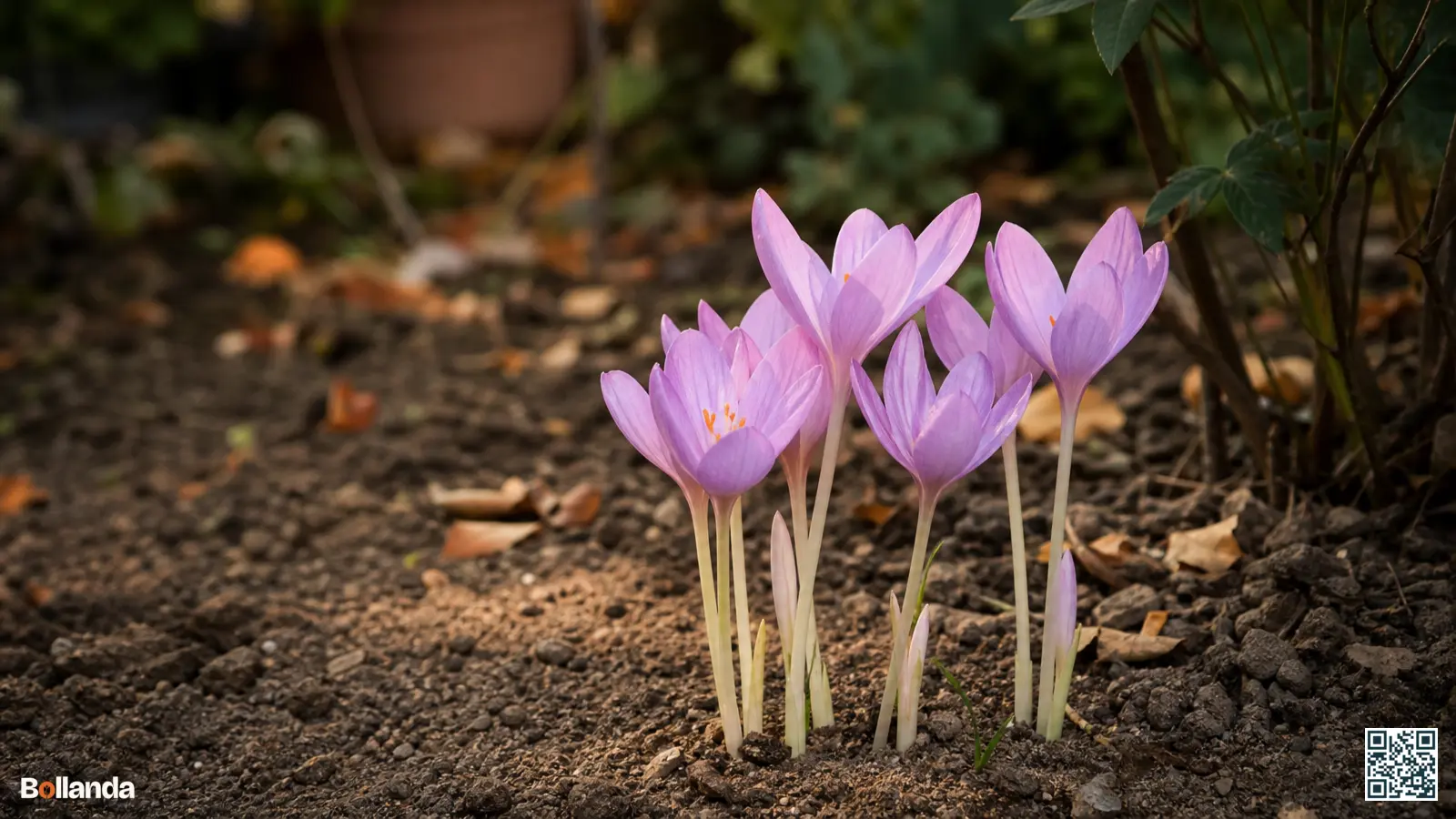 Roze-lila bloemen van herfsttijloos die zonder blad uit de kale herfstgrond opkomen in een tuinborder.