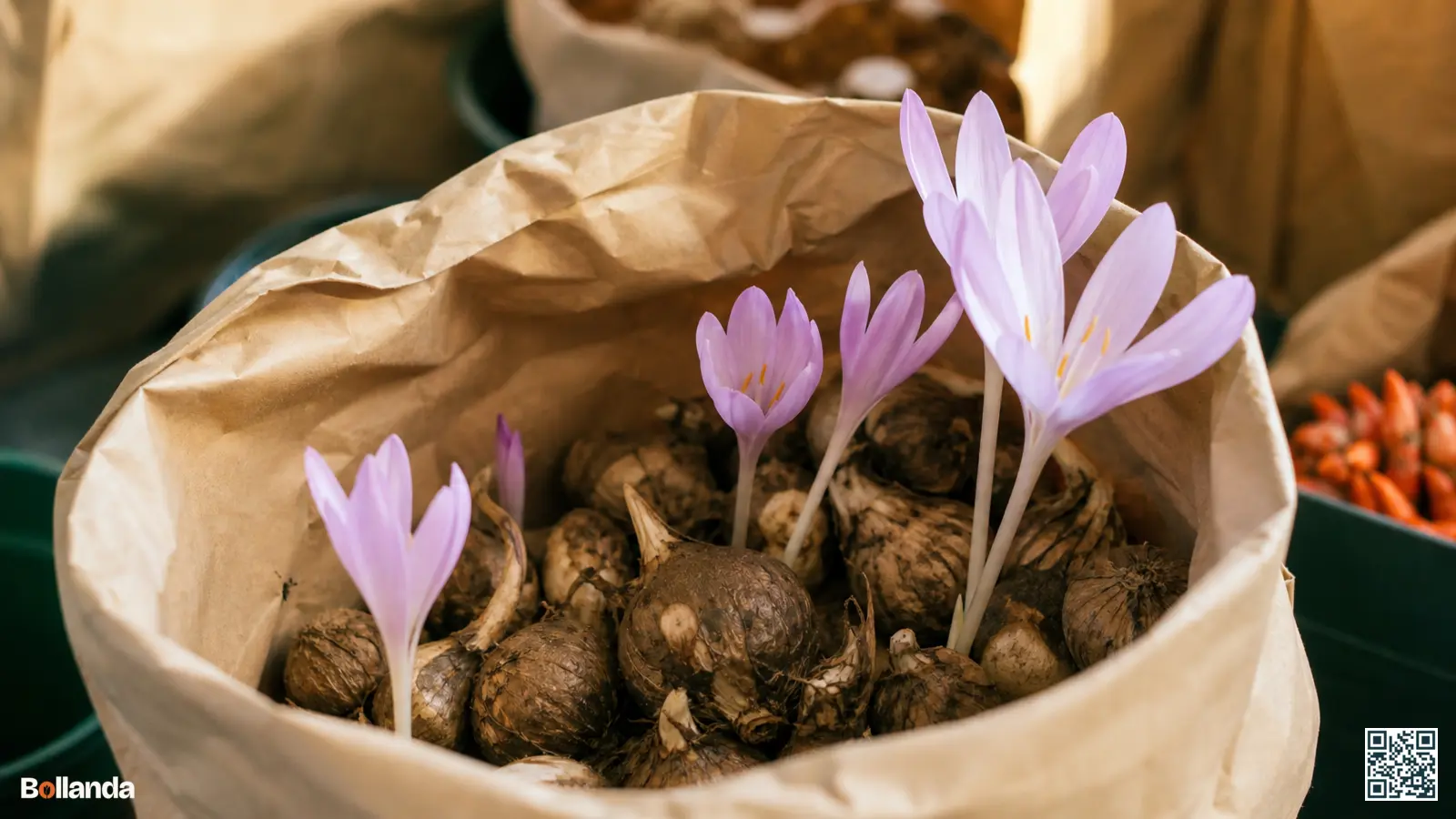 Stevige herfsttijloos-knollen in een neutrale papieren zak, enkele met beginnende roze-lila bloemen zonder blad.