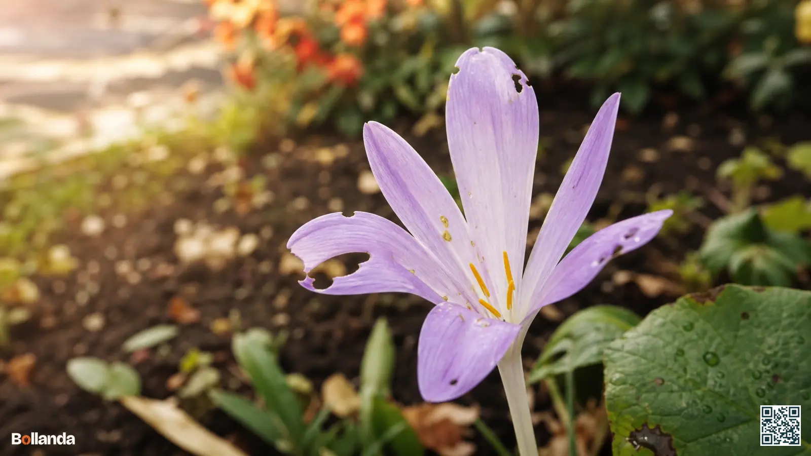 Close-up van een lila herfsttijloosbloem met aangevreten randen door slakken in een vochtige tuinborder.