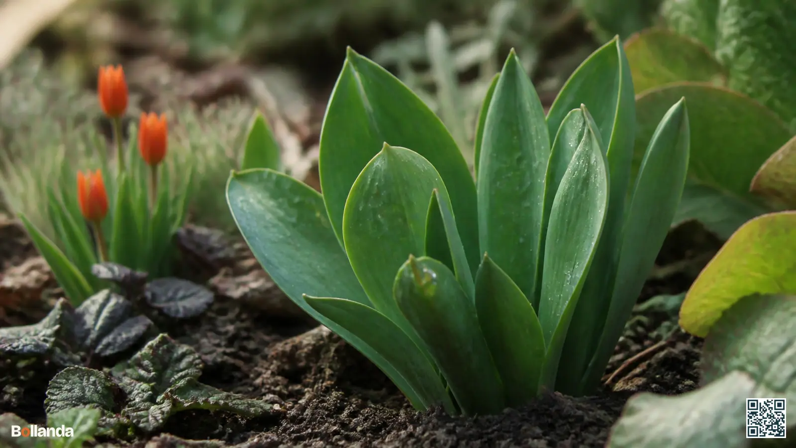 Breed groen voorjaarsblad van herfsttijloos in een humusrijke tuinborder met ochtenddauw op de bladeren.