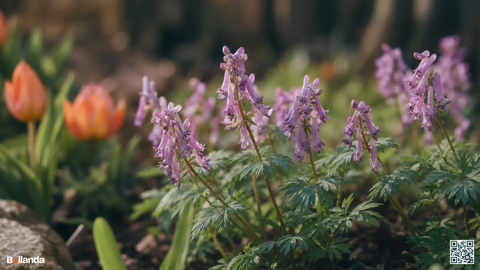 Bloeiende roze-paarse vingerhelmbloem met fijn ingesneden blad in een voorjaarstuin in zacht daglicht.