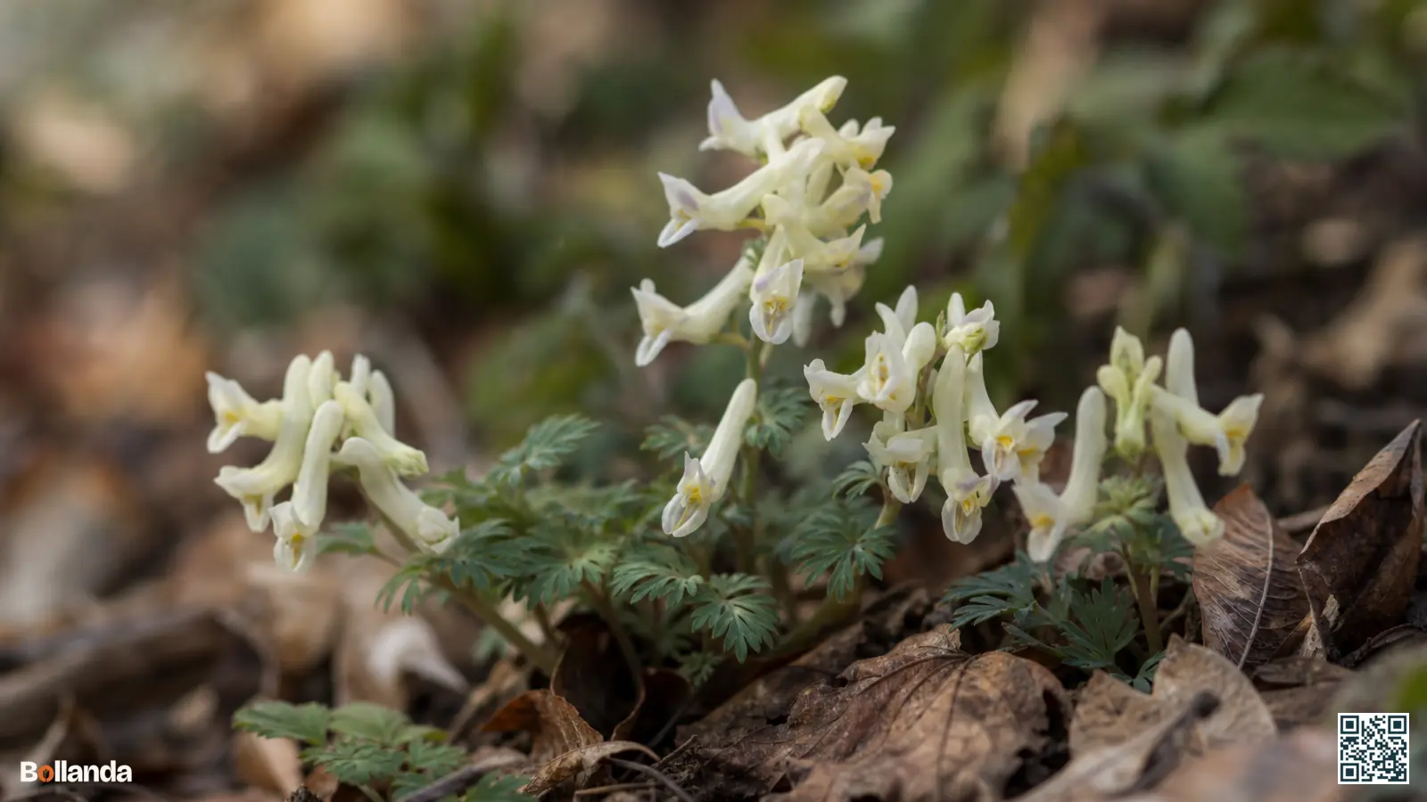 Lage Corydalis malkensis met roomwitte bloemen in de vroege voorjaarstuin op een humusrijke bosbodem.