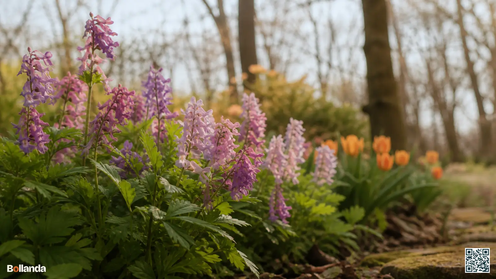 Bloeiende vingerhelmbloem met roze en lila lipbloemen in een halfschaduwrijke voorjaarstuin onder loofbomen.