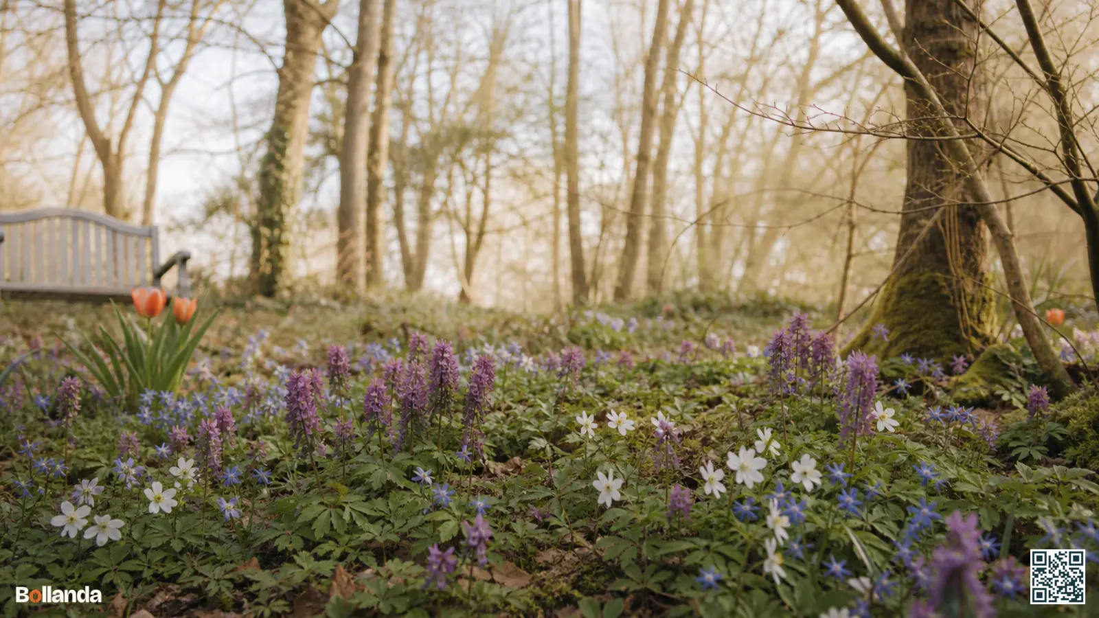 Roze helmbloem bloeit samen met witte bosanemoon en blauwe sterhyacint onder kale loofbomen in een stinzentuin.