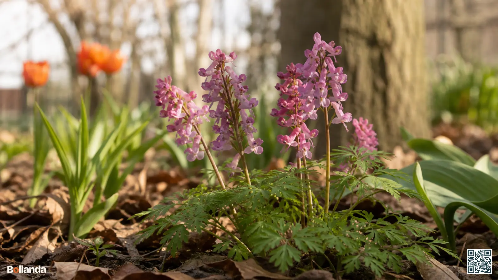 Bloeiende helmbloem met fijn blad en roze lipbloemen onder kale loofbomen in een voorjaarstuin.