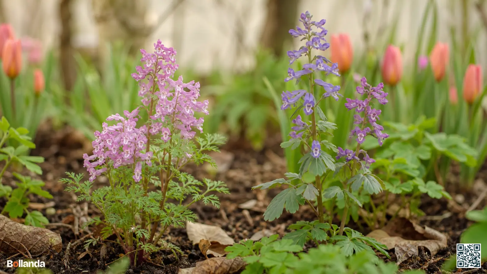 Twee bloeiende helmbloemen naast elkaar in een bostuin, een met roze en een met paarse bloemen tussen bladval.