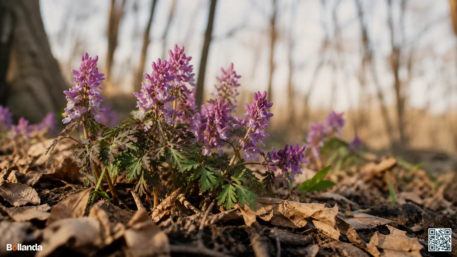 Bloeiende helmbloem met paarsroze bloemen in humusrijke schaduwgrond onder kale loofbomen met bladmulch in het vroege voorjaar.