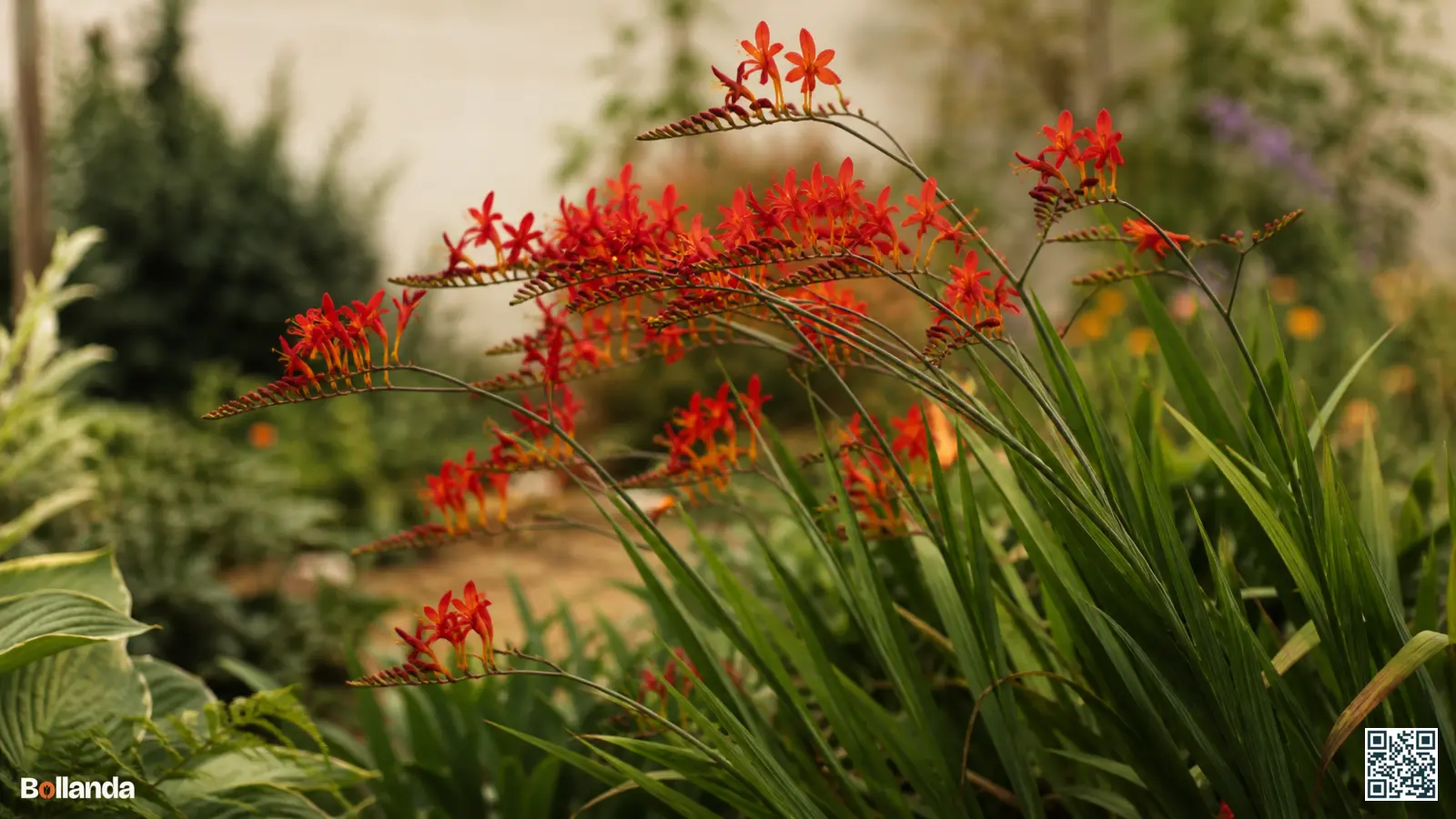 Vuurrode en oranje crocosmia-bloemen boven zwaardvormig blad in een zonnige zomerborder.