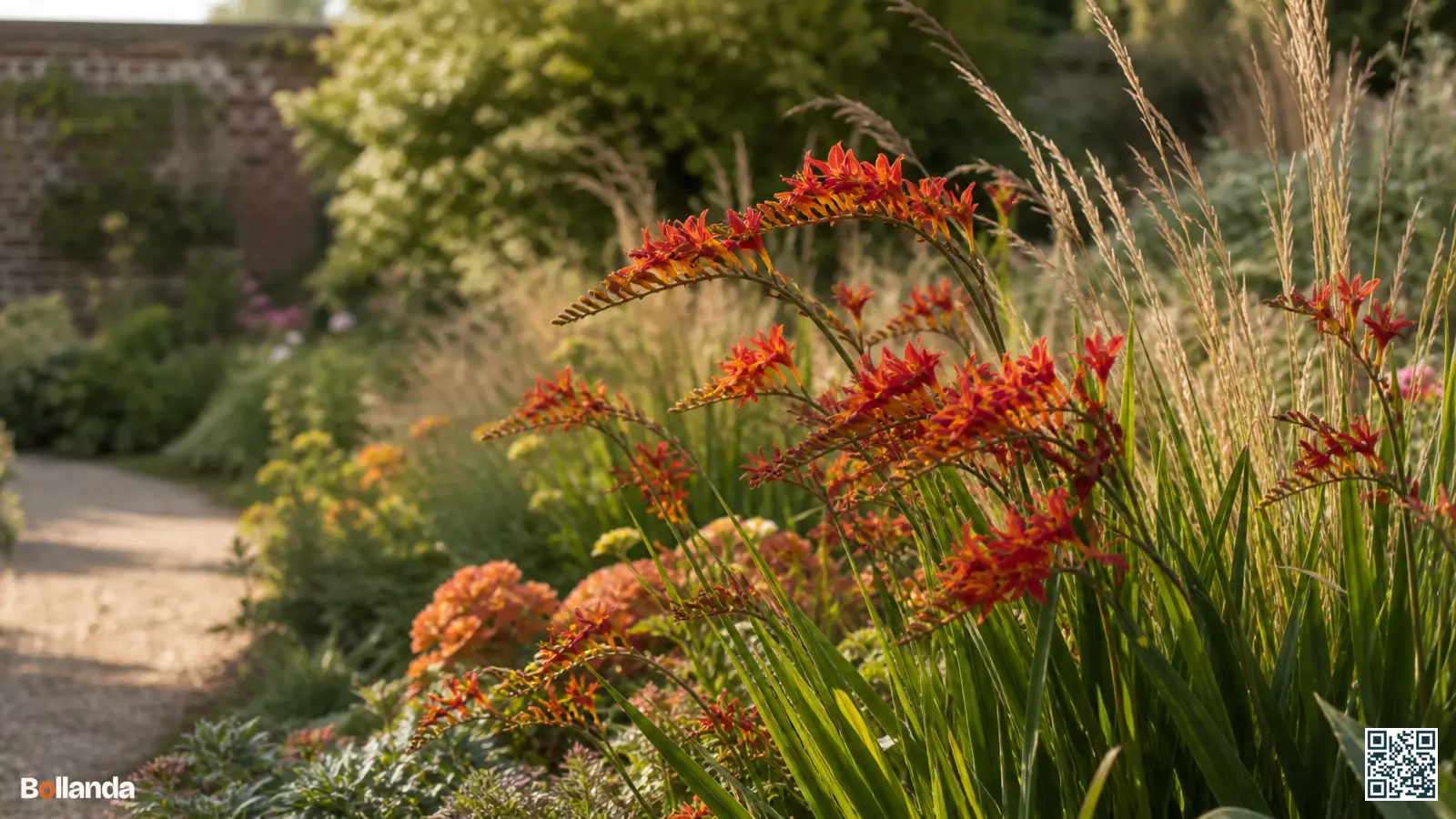 Vuurrode en oranje crocosmia in een zonnige zomerborder tussen siergrassen en warme vaste planten.