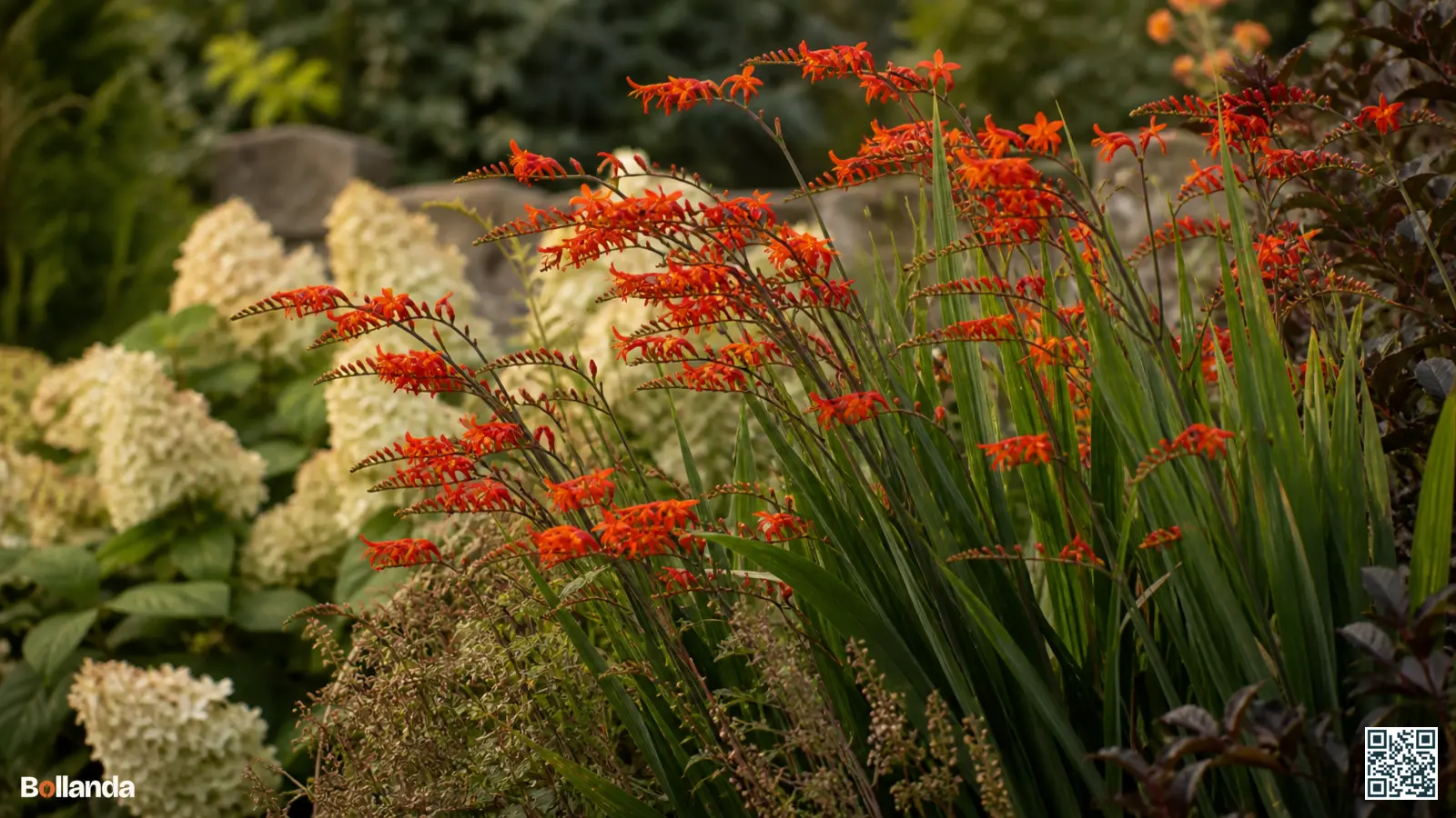 Dichte pol crocosmia met vuurrode bloemen die uitbreidt tussen vaste planten in een zonnige border.