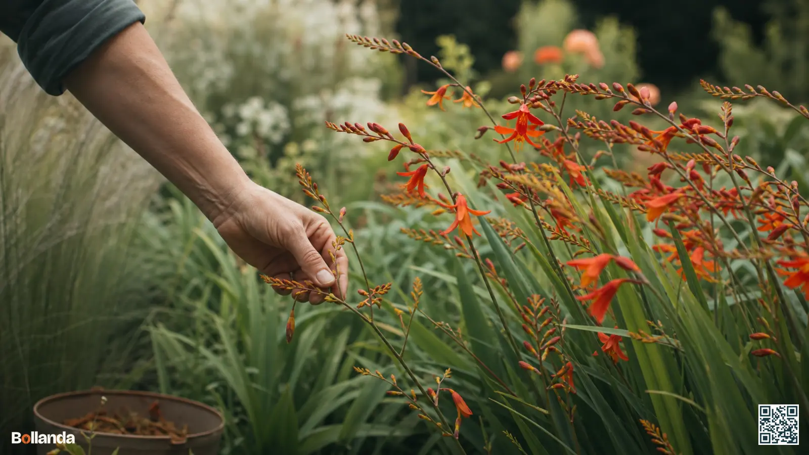Vuurrode crocosmia in bloei in een zomerse border terwijl een hand een uitgebloeide steel afknipt.