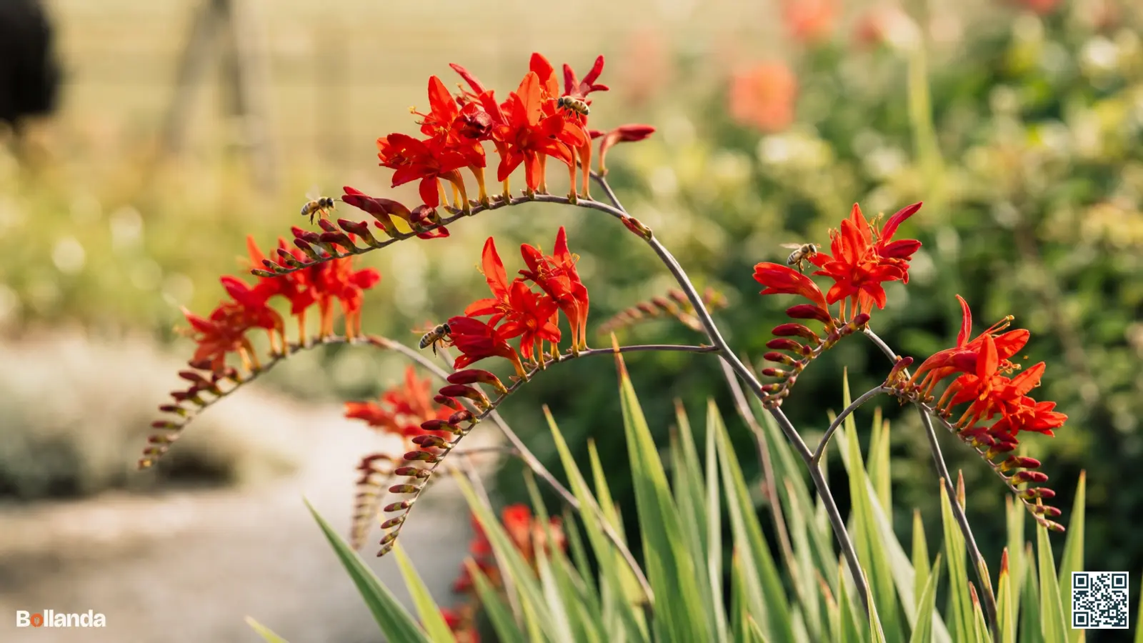 Vuurrode crocosmia met gebogen bloemaren boven zwaardvormig blad in een zonnige zomerborder met bezoekende bijen.