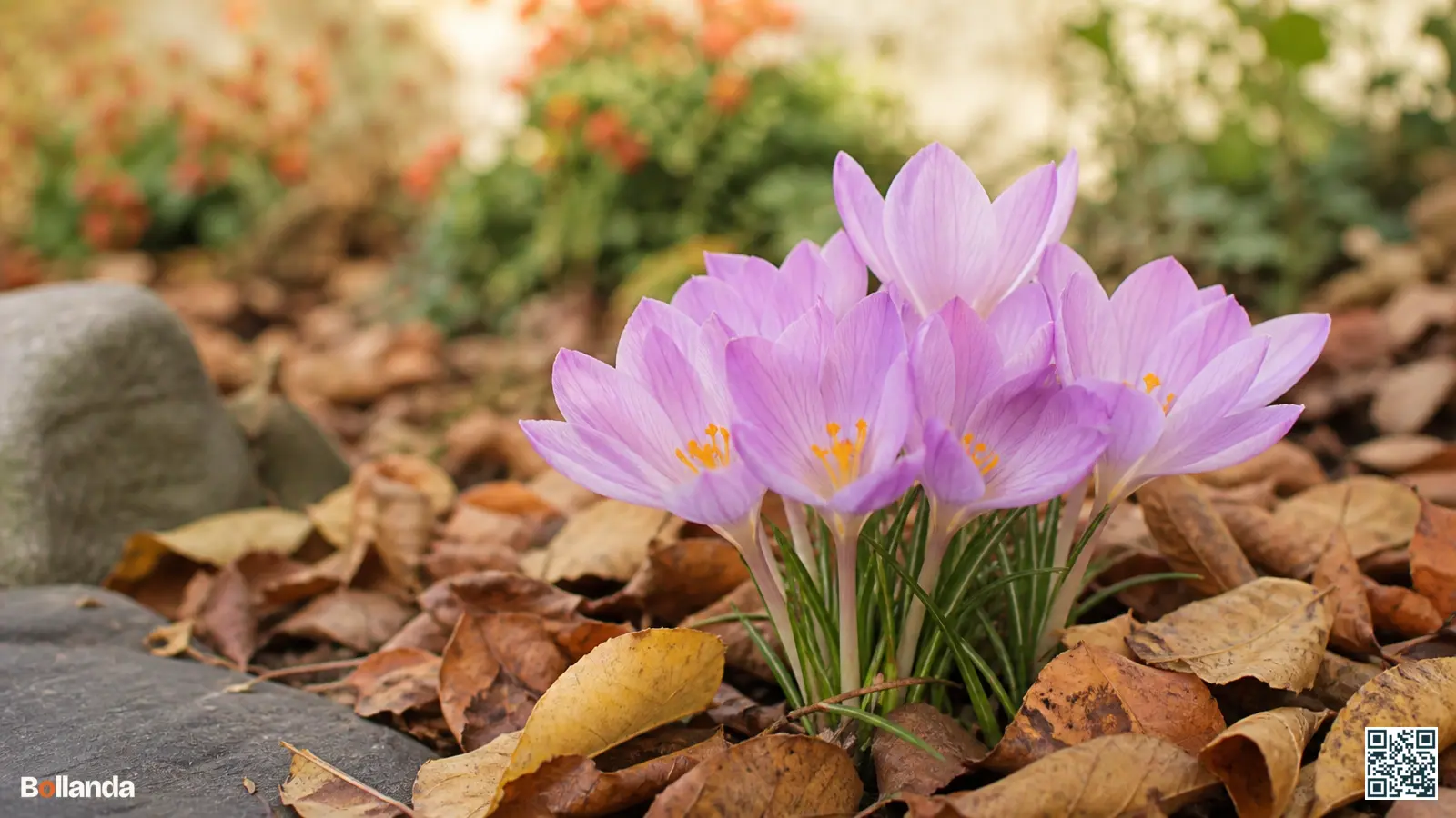 Roze-lila najaarsbloeiende Kotschy's krokussen met gele keel tussen herfstbladeren in een tuinborder.