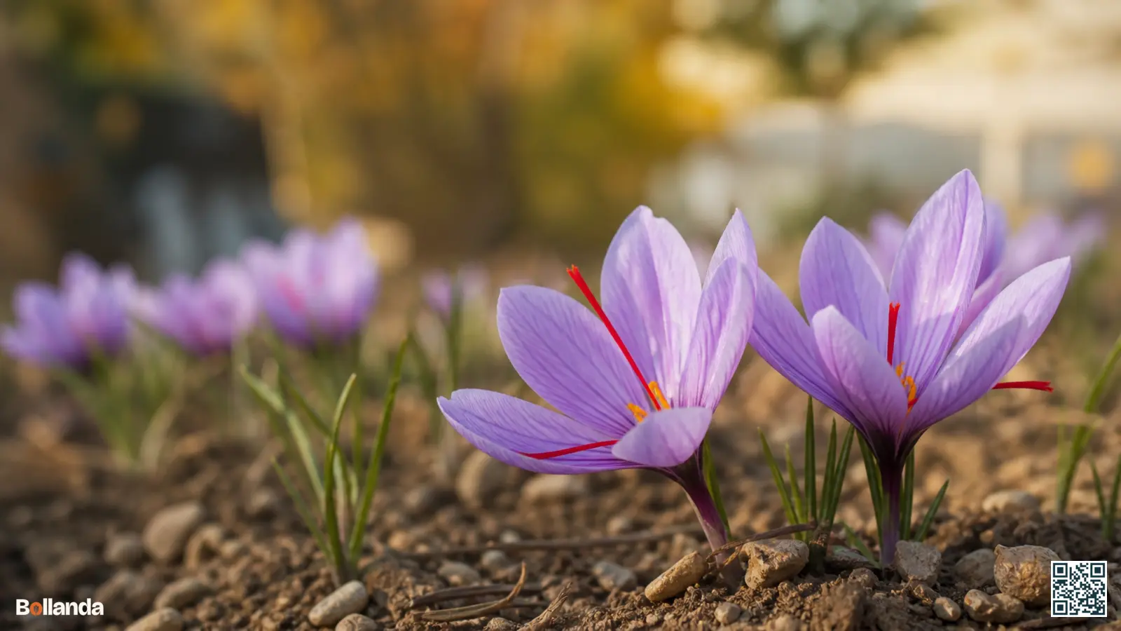 Paarse saffraankrokussen in een herfsttuin met drie opvallende rode stampers per bloem.