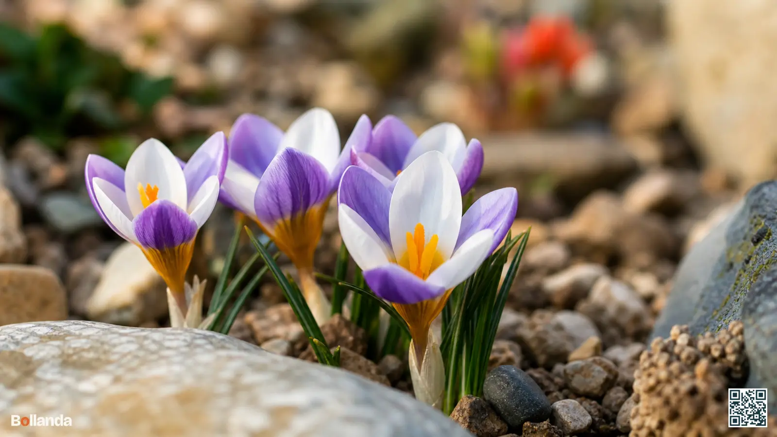 Bloeiende Sieber's krokus met driekleurige bloemen tussen stenen in een rotstuin in het vroege voorjaar.