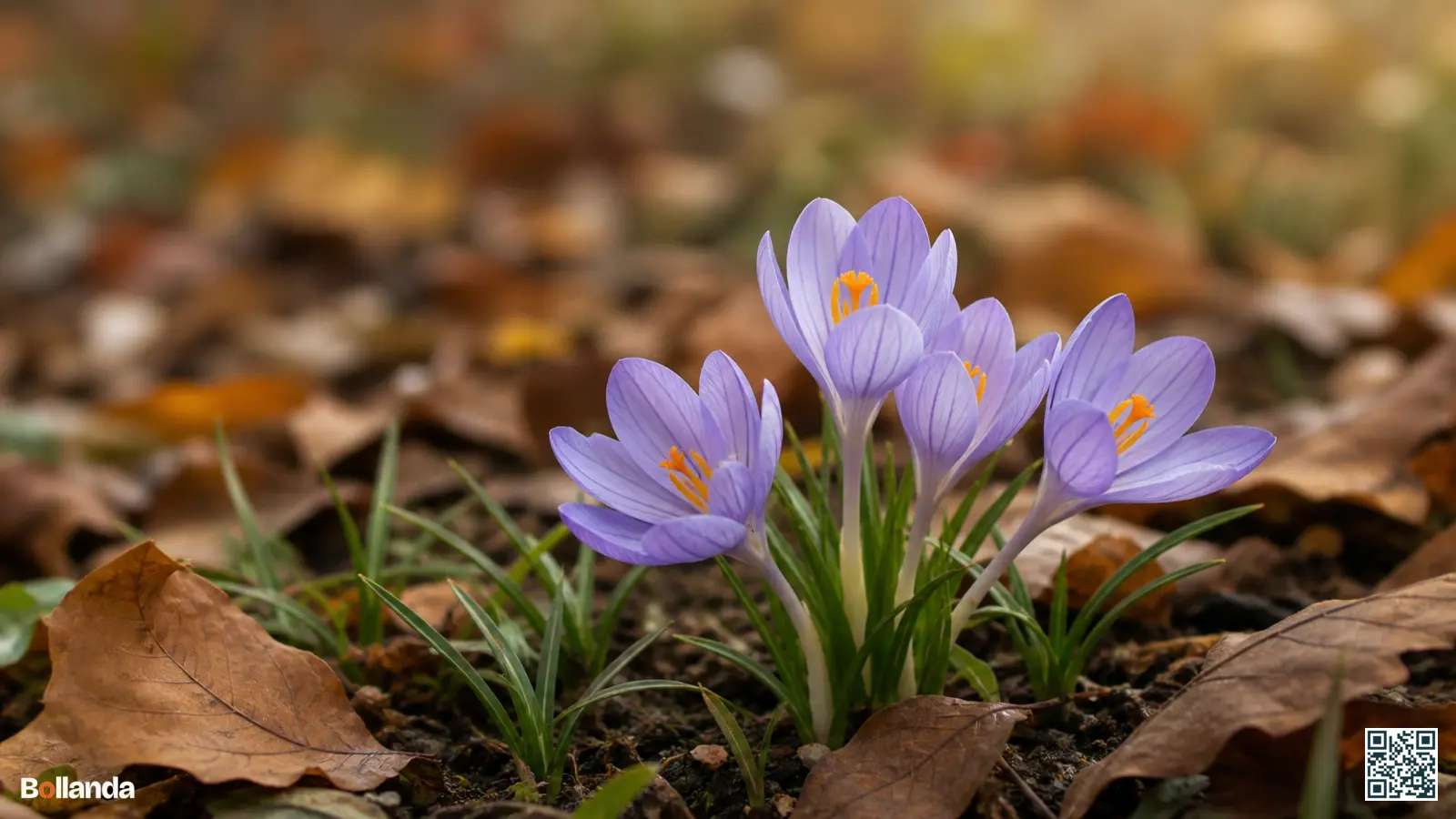 Lichtviolette herfstkrokussen Crocus speciosus bloeien in het najaar tussen gevallen bladeren in een gazon.