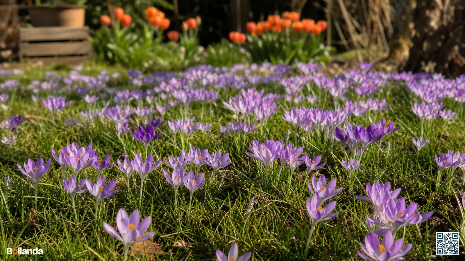 Tapijt van bloeiende lila en paarse boerenkrokussen in kort gras in een Nederlandse voorjaarstuin in de ochtendzon.