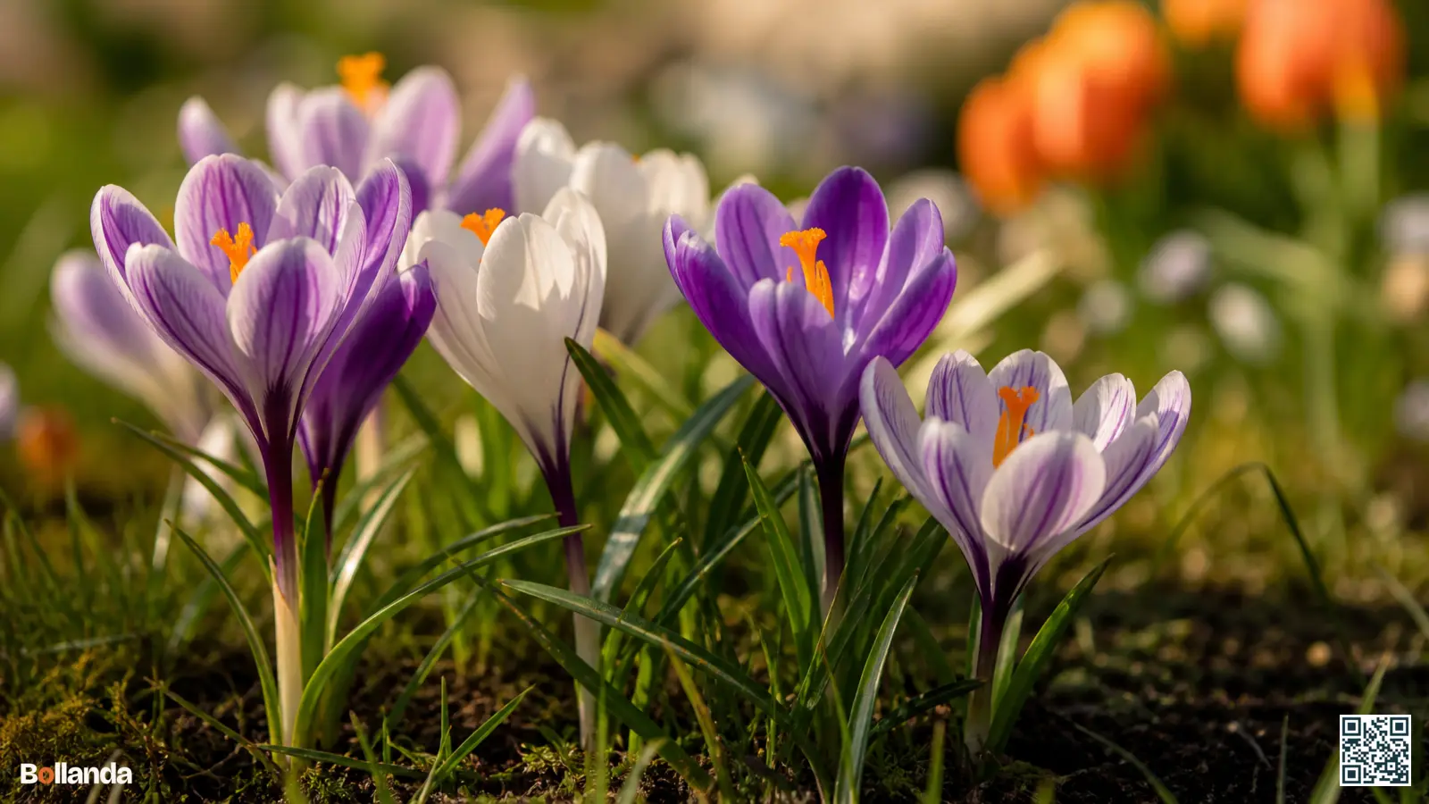 Bloeiende grootbloemige paarse, witte en gestreepte krokussen (Crocus vernus) in een voorjaarsgazon, dichtbij gefotografeerd.