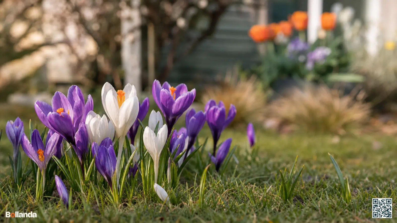 Paarse en witte krokussen in volle bloei door kort gras in een Nederlandse voorjaarstuin.