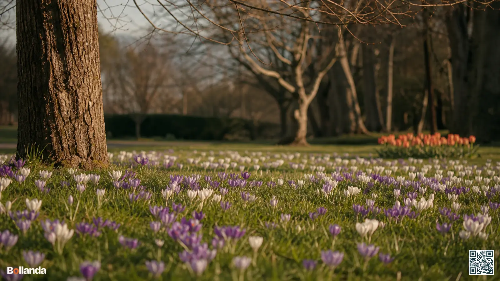 Een tapijt van paarse en witte krokussen verwilderd in een gazon onder kale loofbomen in het vroege voorjaar.