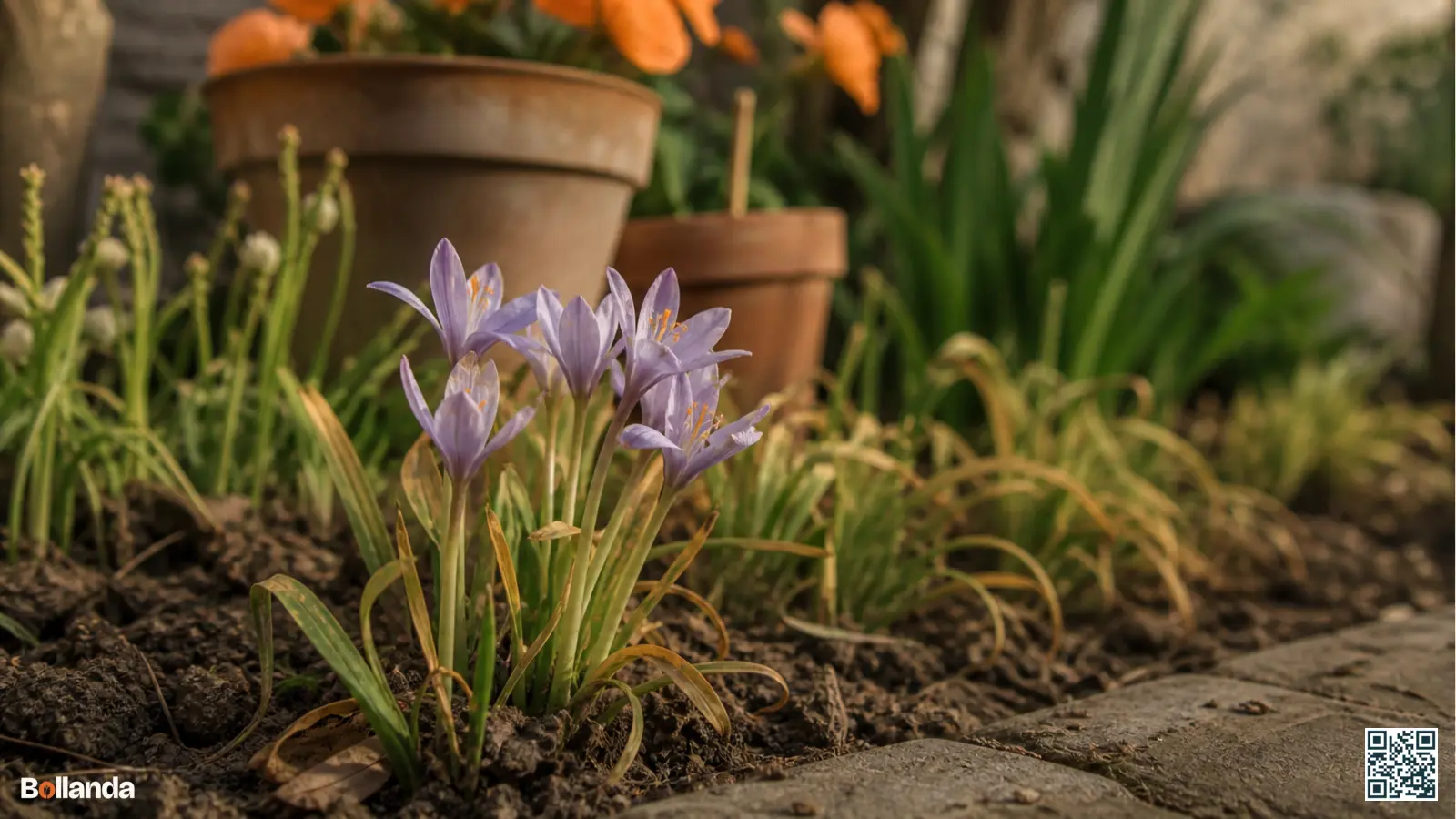 Uitgebloeide krokussen met vergelend loof in een border dat na de bloei langzaam afsterft.