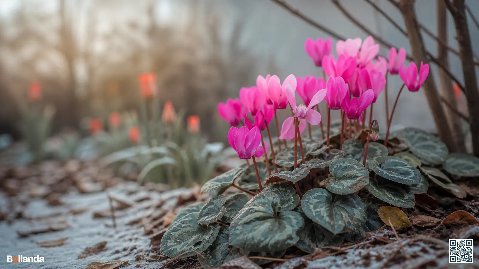 Roze bloeiende wintercyclaam met rond zilvergemarmerd blad in een rustige winterborder met lichte rijp.