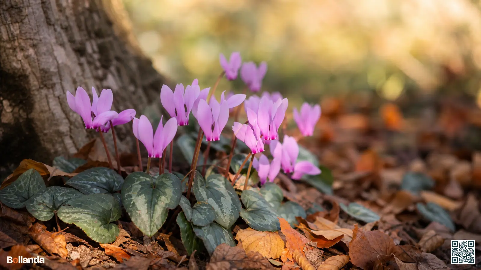 Roze bloeiende klimopcyclaam in de herfst onder een boom met zilvergemarmerd klimopvormig blad.