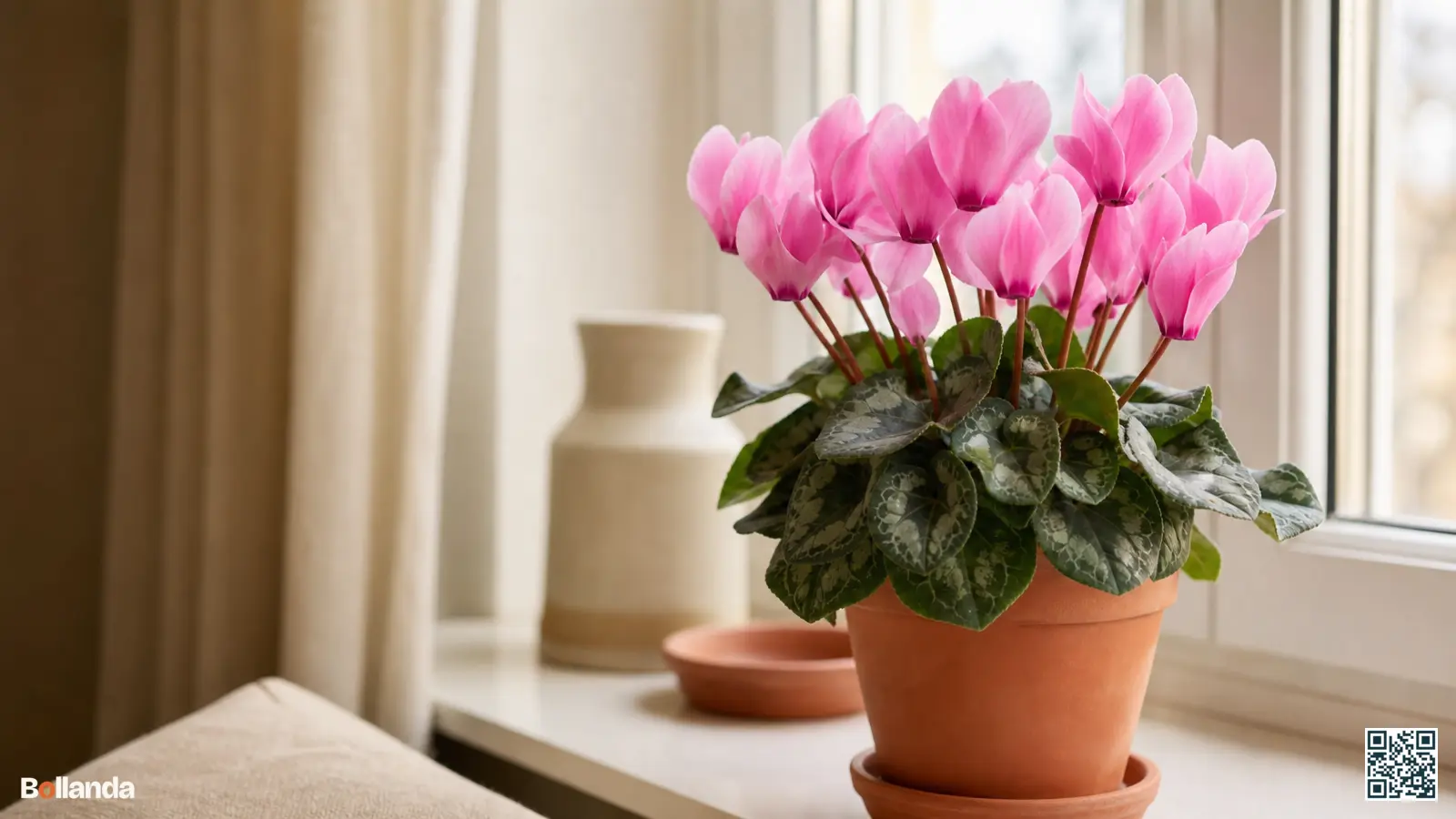 Bloeiende roze kamercyclaam met grote bloemen en gemarmerd blad in een terracotta pot op een koele vensterbank binnen.