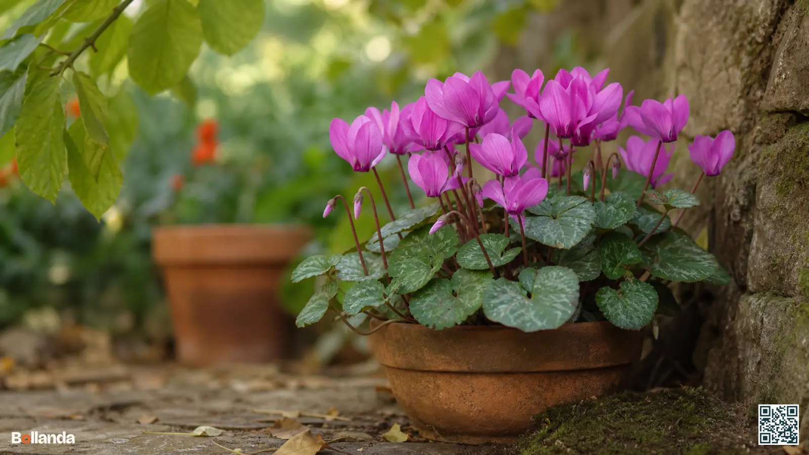 Bloeiend alpenviooltje met roze geurende bloemen en groen blad in een beschutte halfschaduwhoek onder loofbomen.