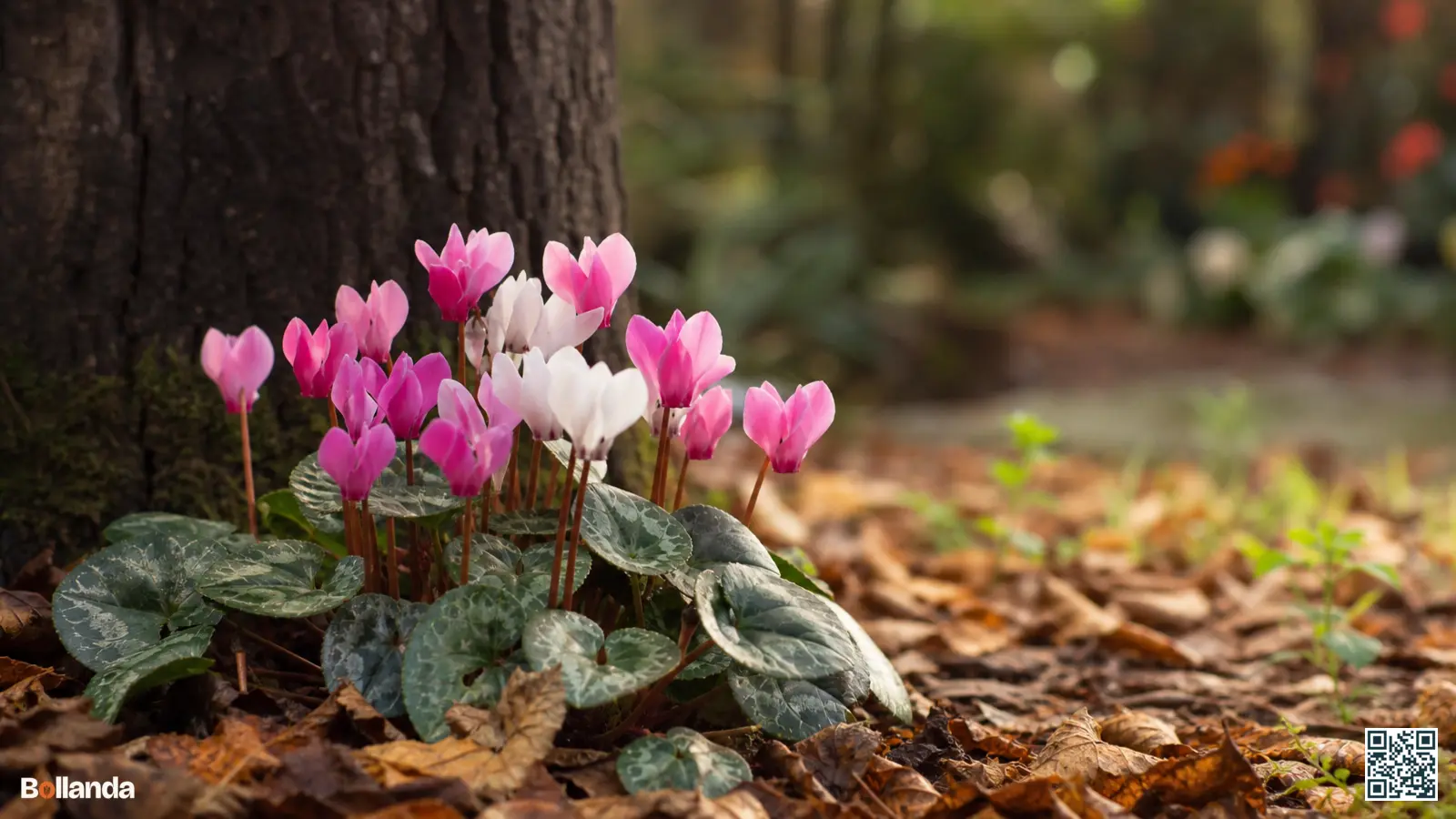 Roze en witte bloeiende cyclamen met zilvergroen blad onder een loofboom tussen herfstbladeren in de tuin.