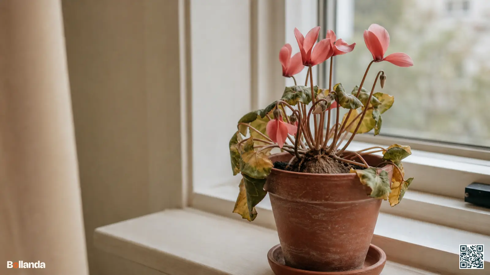 Cyclaam in pot met vergelend blad aan het einde van de bloei, op een koele plek tijdens de zomerrust.