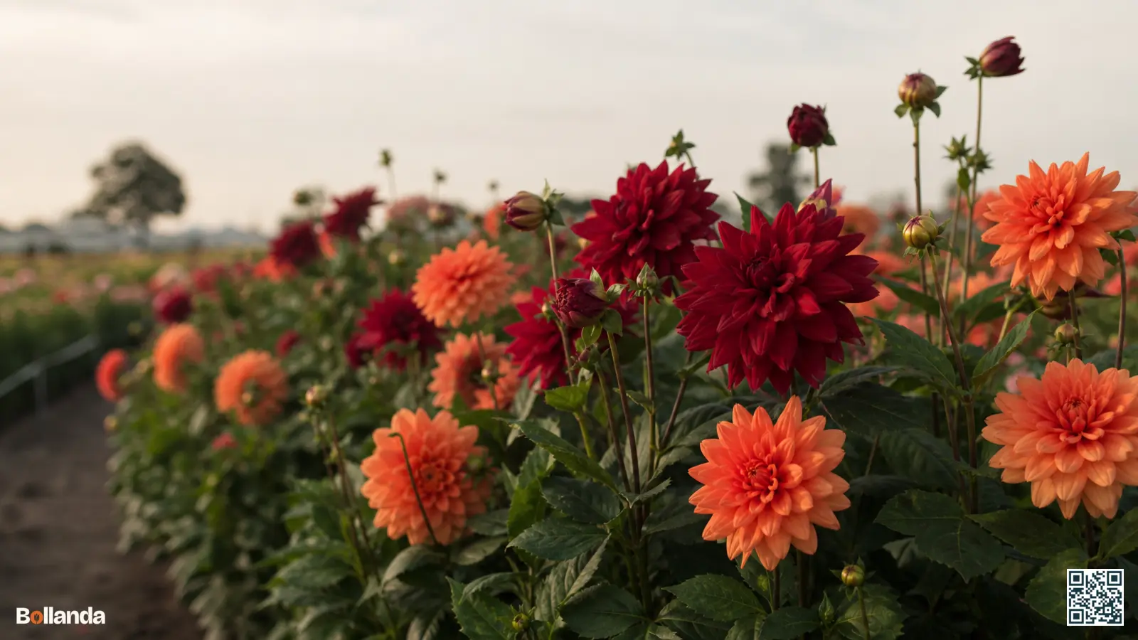 Rij Karma-dahlia's met bordeauxrode en oranje bloemen op stevige stelen in een Nederlandse pluktuin.