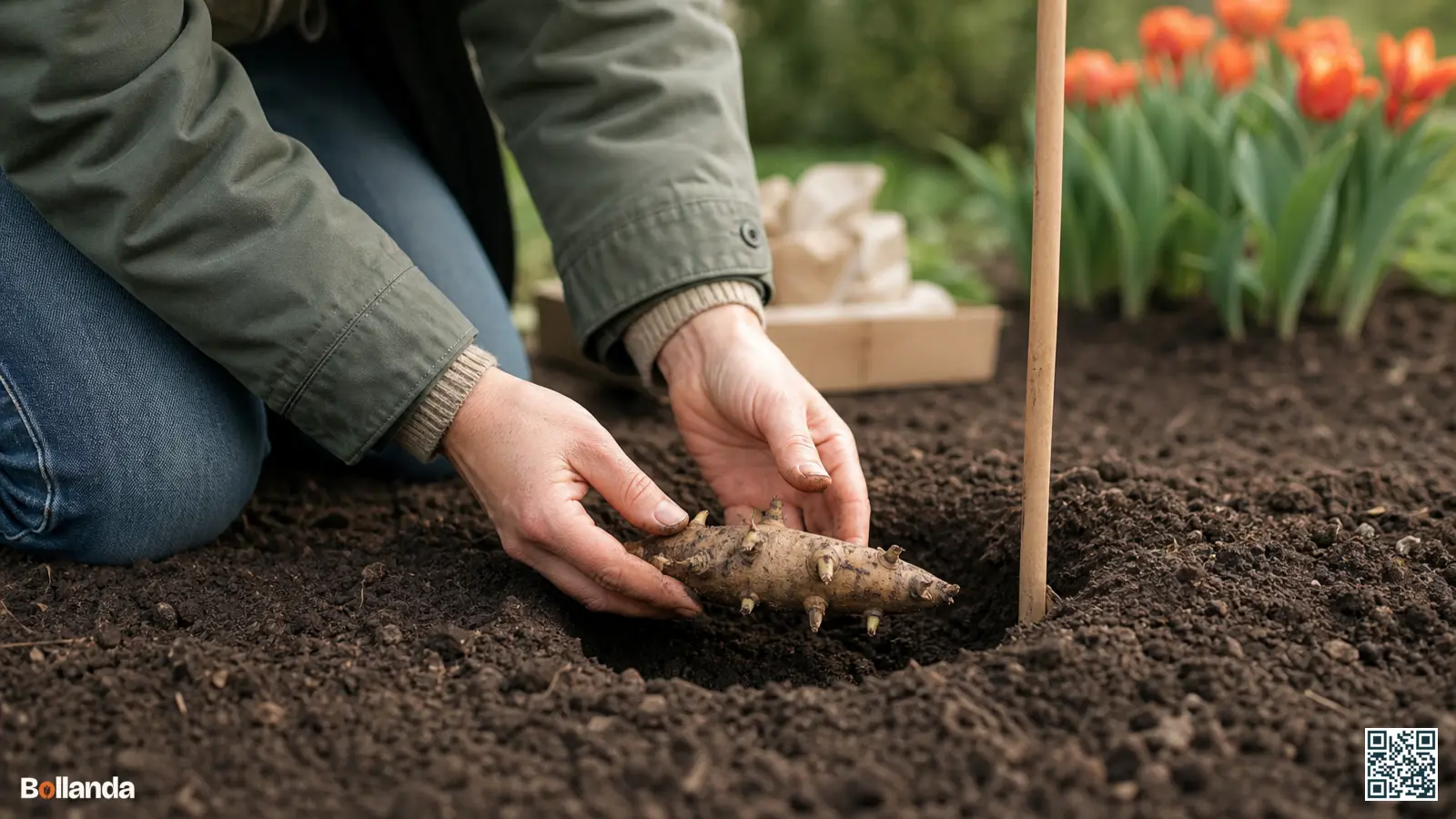 Tuinier legt een kale dahliaknol horizontaal in een plantgat met een bamboesteun ernaast in voorjaarsgrond.