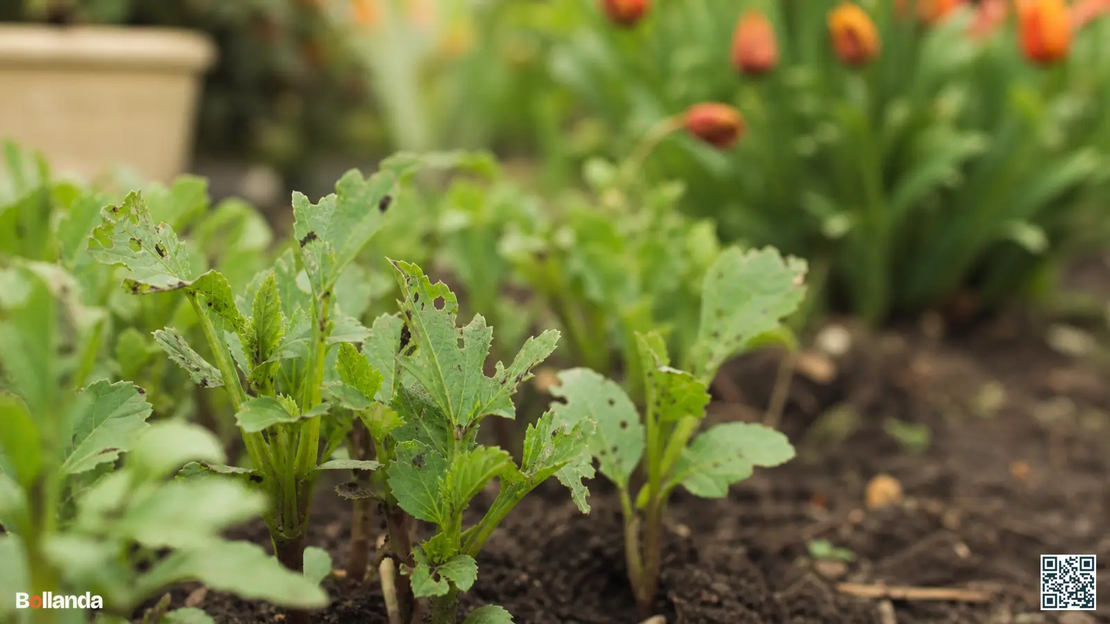Jonge dahliascheuten met vraatschade van slakken op het blad in een tuinborder.
