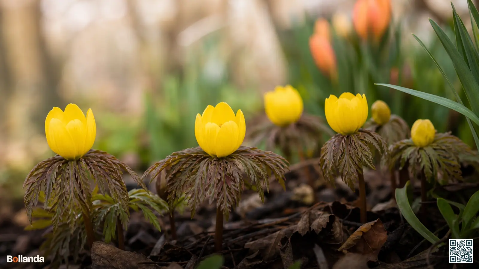 Helgele winterakoniet Eranthis cilicica met fijn ingesneden bronskleurig blad in een bostuin in het vroege voorjaar.