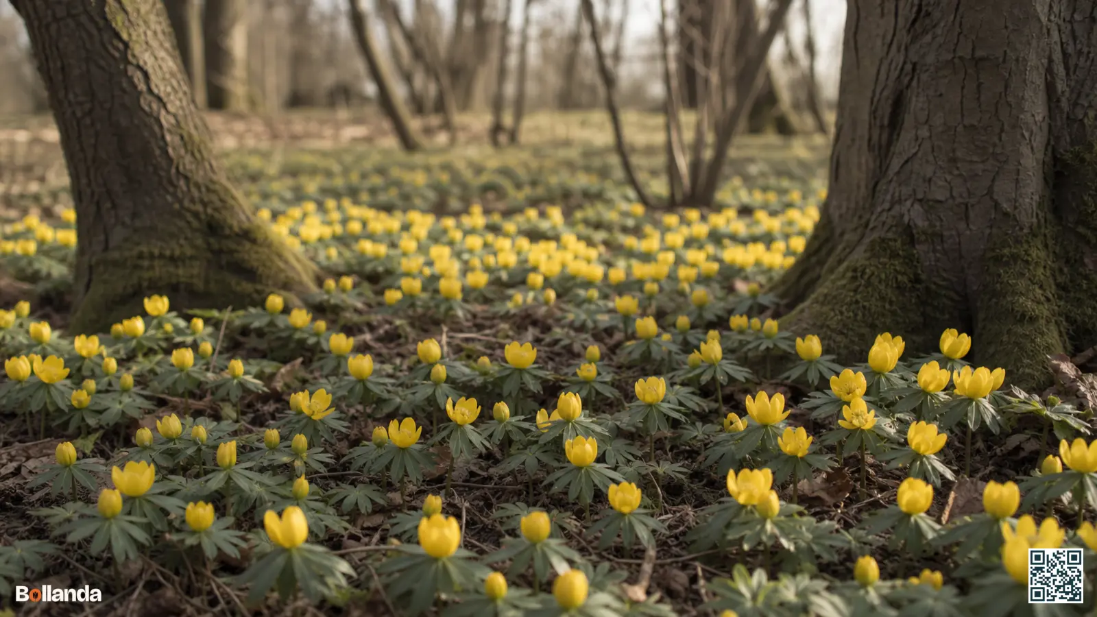 Geel tapijt van bloeiende Eranthis hyemalis onder kale loofbomen in de late winter met groen bladkraagje.