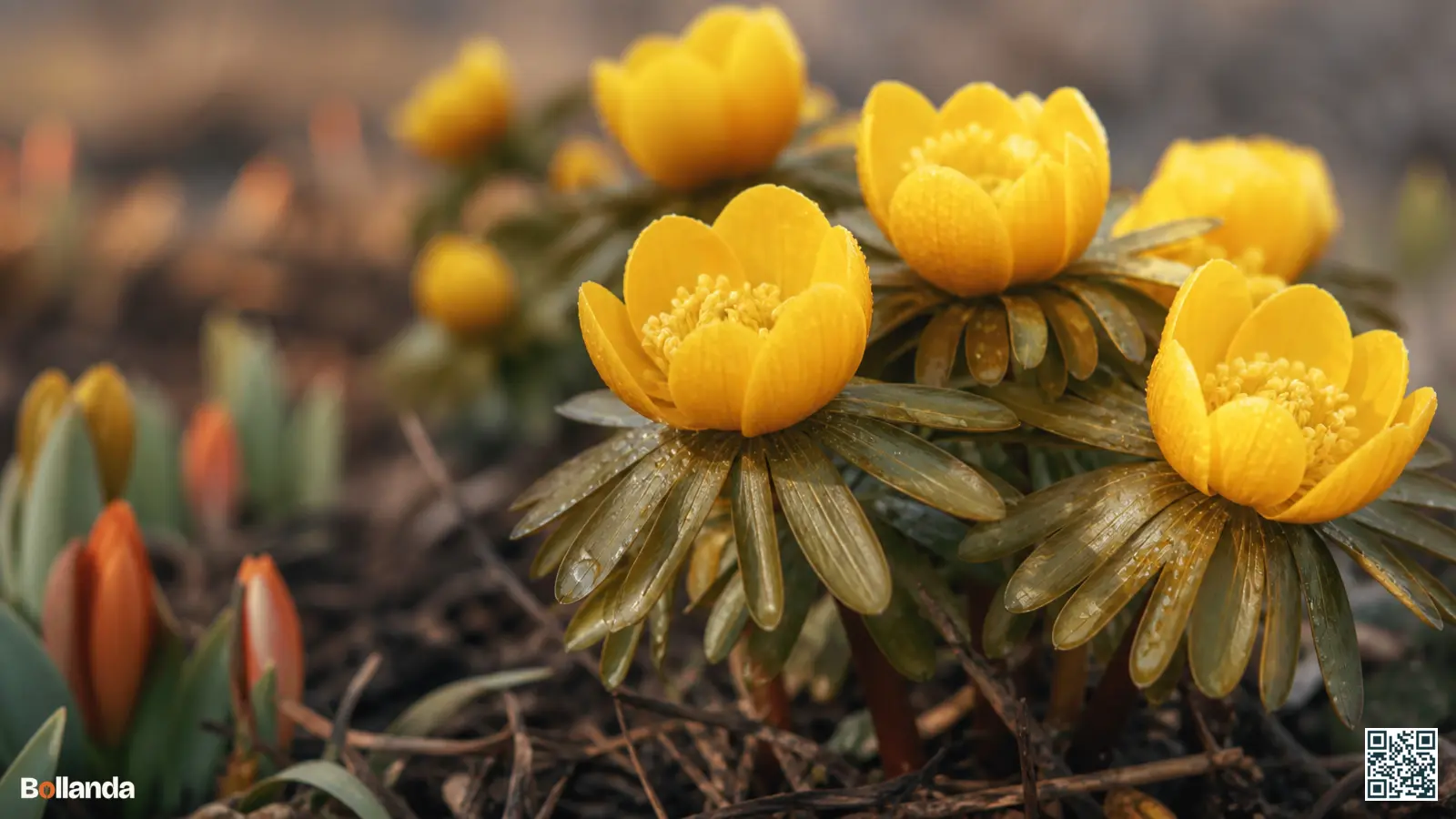 Grote diep goudgele bloemen van hybride winterakoniet Guinea Gold met bronsgroen blad in de late winter.