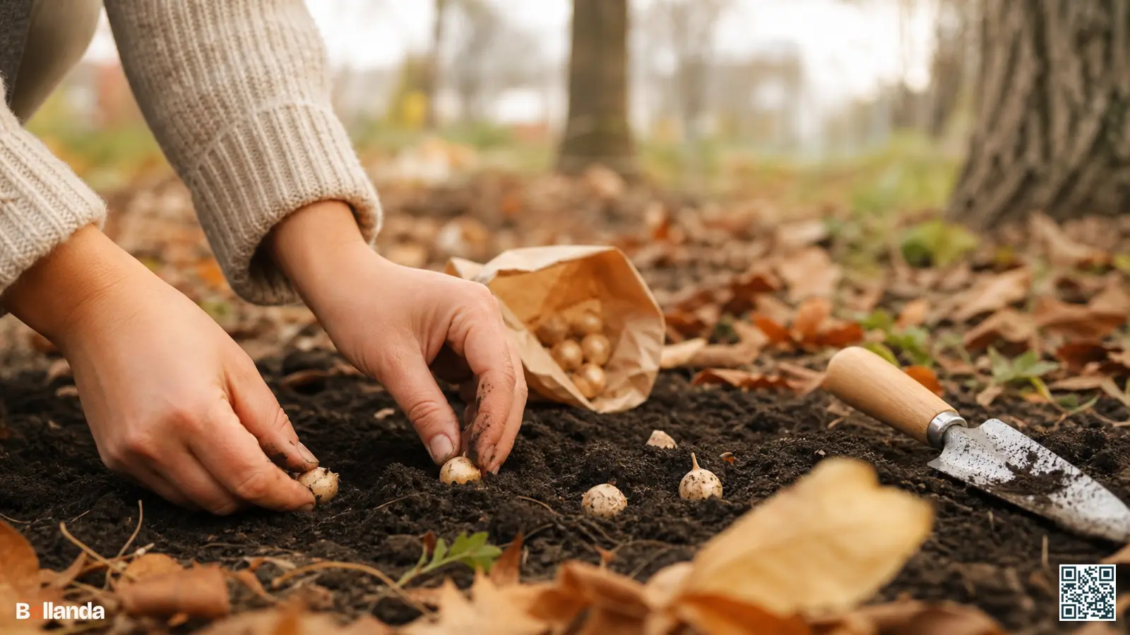 Handen planten kleine winterakonietknollen in donkere herfstgrond onder kale loofbomen, met een handschepje en gevallen blad ernaast.