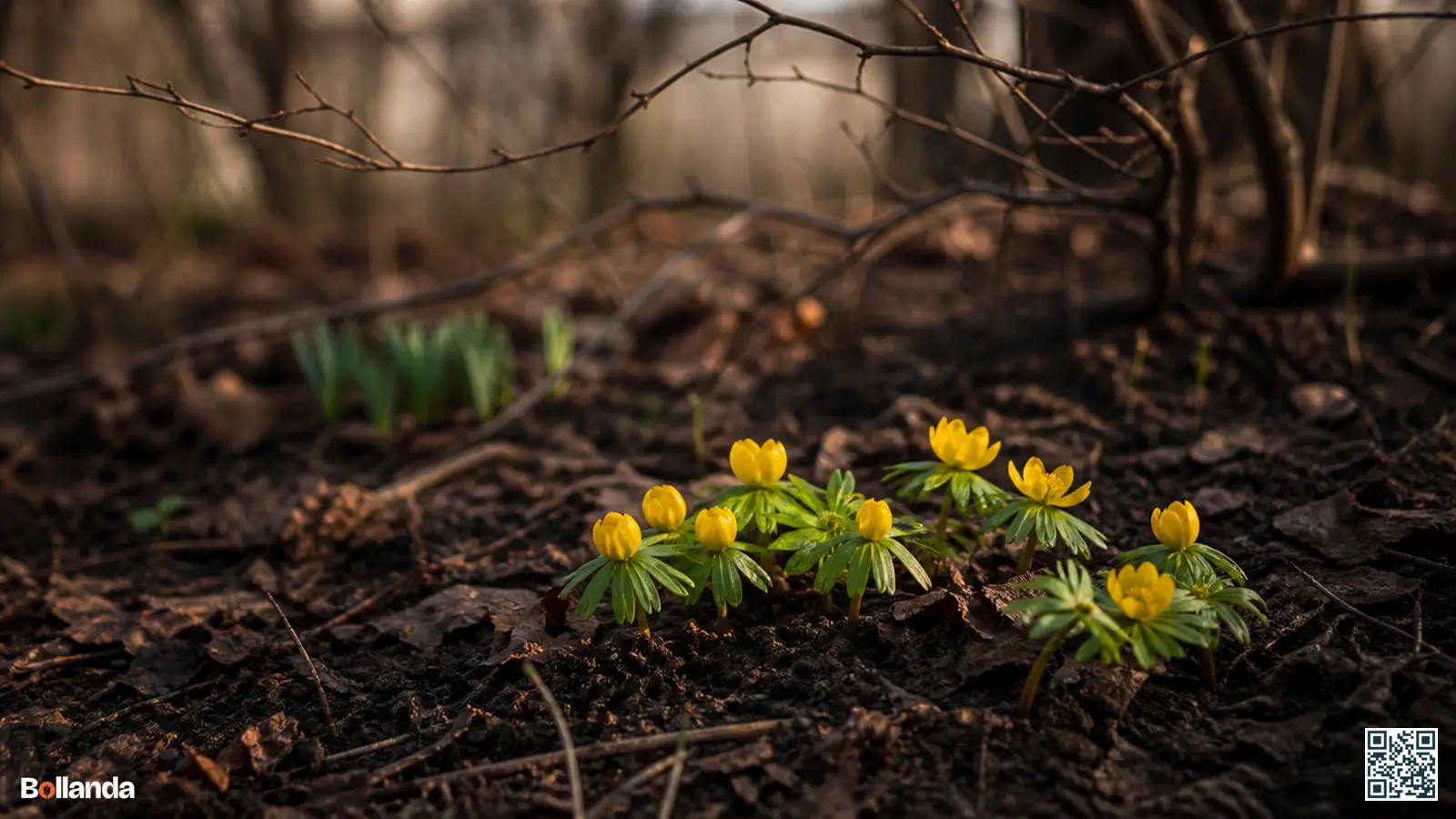 Felgele winterakoniet bloeit laag bij de grond onder kale takken in de late winter.