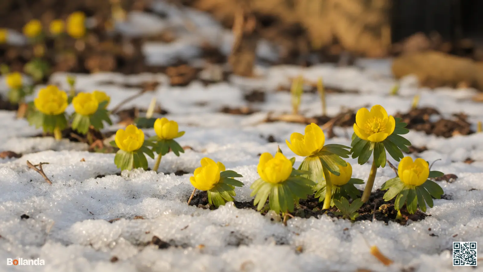 Felgele winterakoniet die in de vroege winter dwars door een dun laagje smeltende sneeuw heen bloeit.