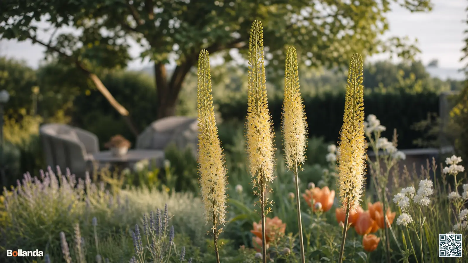 Hoge gele en crèmekleurige bloeiaren van Naald van Cleopatra boven een zachte Engelse border in de vroege zomer.