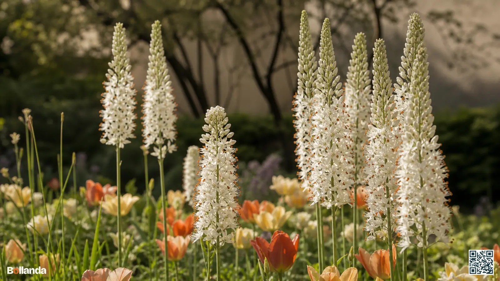 Hoge zuiver witte bloeiaren van Eremurus himalaicus met oranje meeldraden in een zonnige border.